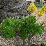 (Please note that Crassulaceae bags may content also some flower remains with the seeds)  Aeonium arboreum JLcoll.053